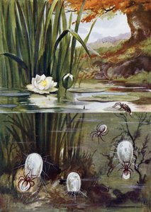 The Water Spider and Its Diving Bell